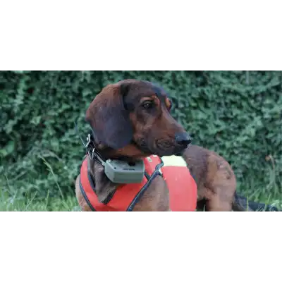 Collier GPS Tracker G10i