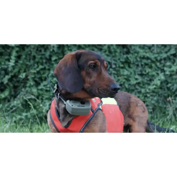 Collier GPS Tracker G10i