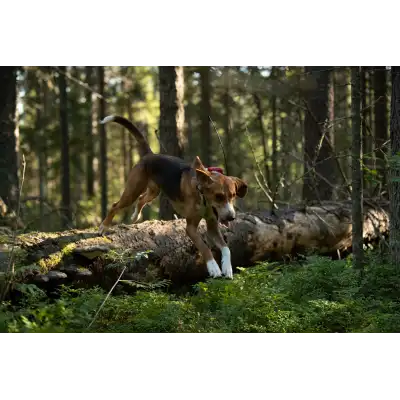 Collier GPS Tracker G10i