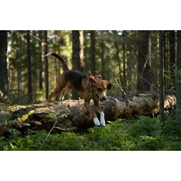 Collier GPS Tracker G10i