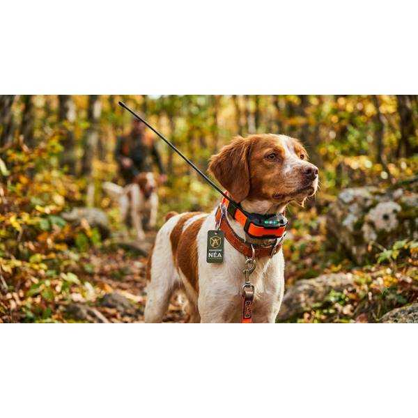 Collier de repérage et de dressage Garmin Alpha TT 25 porté par un Épagneul Breton en forêt - Armurerie NéA