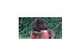 Collier GPS pour Chien de Chasse : Suivi, Contrôle et Sécurité en Action