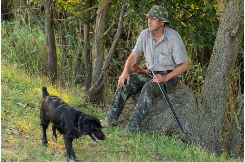 Collier GPS Chien de Chasse : Le Guide d’Achat Complet