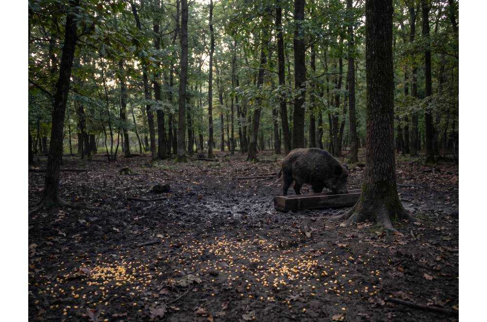 Attractant Sanglier : Guide Complet | Armurerie NéA