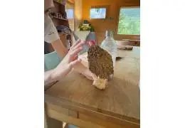 Découverte d'une morille record de 590g en Savoie