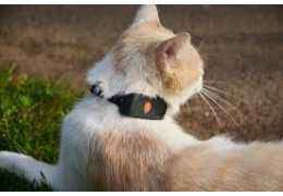 Avis sur le collier GPS Weenect : que pensent réellement les utilisateurs ?