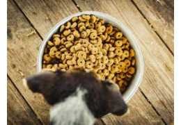 Calcul de la Ration de Croquettes pour Chien : Une Approche Optimisée