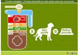 Calcul de la ration de croquettes pour chien