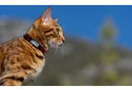 Collier connecté pour chat : suivez les déplacements de votre félin en temps réel