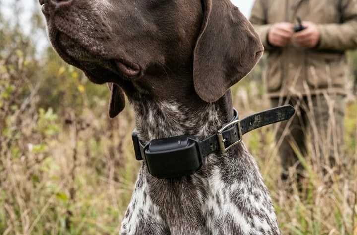 Collier de dressage pour chien : bip, vibration et choix raisonné