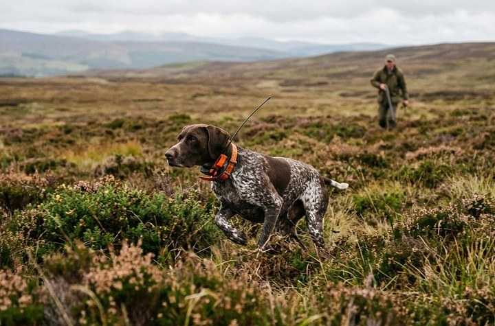 Collier GPS chasse : suivi, contrôle et sécurité du chien sur le terrain