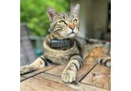 Suivez votre chat partout : guide du collier GPS chat Maxi Zoo