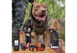 Collier GPS Chien Chasse Pas Cher : Est-ce Réellement Une Bonne Idée ?
