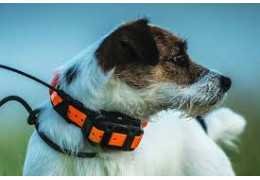 Collier GPS pour Chien : Prix, Comparatif et Conseils pour Bien Choisir