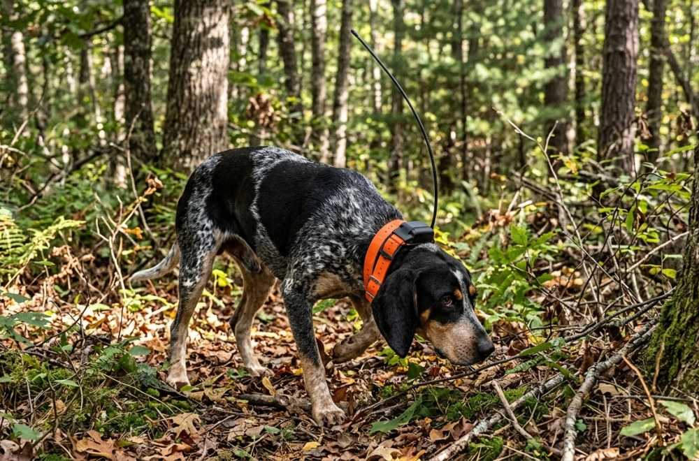 Collier GPS eSEEK YX4 : Test, Avis et Comparatif Chasse