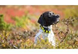 Collier GPS et Dressage pour Chien : Suivi, Contrôle et Éducation à Distance