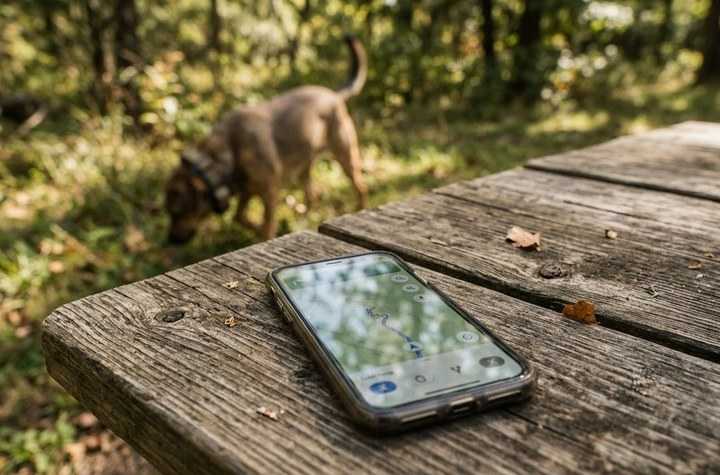 Collier GPS pour Chien sur Smartphone : Le Suivi Canin au Bout des Doigts