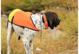 Collier GPS pour chiens de chasse : les critères à connaître avant d’acheter