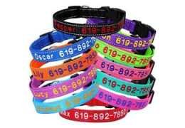 Collier pour chien personnalisé : identification rapide et sécurité renforcée sur le terrain
