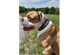 Collier prénom pour chien : identification rapide et style personnalisé en toute sécurité