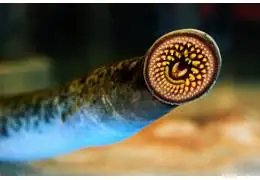 La Lamproie : Un "Fossile Vivant" Face à l'Extinction