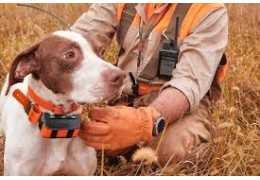 Colliers Garmin pour chien : précision GPS et fiabilité sur le terrain