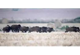 Gestion du grand gibier : accord chasseurs et forestiers