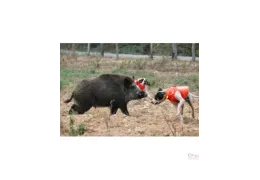 Sécurité Maximale pour Votre Chien de Chasse : Le Gilet Browning Protect Pro Orange