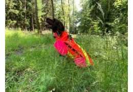 Gilet protection chien chasse sanglier