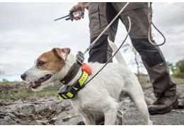 GPS chiens de chasse : comment choisir un modèle fiable et précis ?