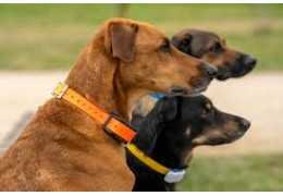 Meilleur collier GPS chien : choisir un dispositif de repérage fiable pour la chasse