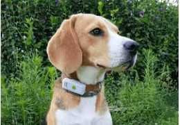Meilleurs GPS pour chien de chasse : notre comparatif complet 2025