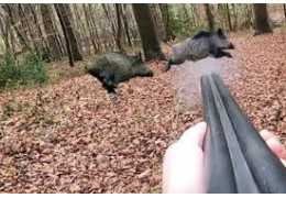 Quel calibre choisir pour la chasse au sanglier ? Guide complet et technique