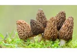 Variétés de morilles : lesquelles sont comestibles et comment les identifier ?