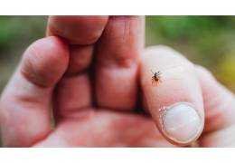 Protection contre les tiques et la maladie de Lyme au printemps
