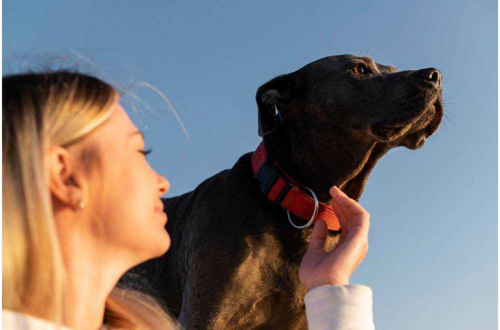 Collier GPS Chien Sans Abonnement : Comment Bien Choisir